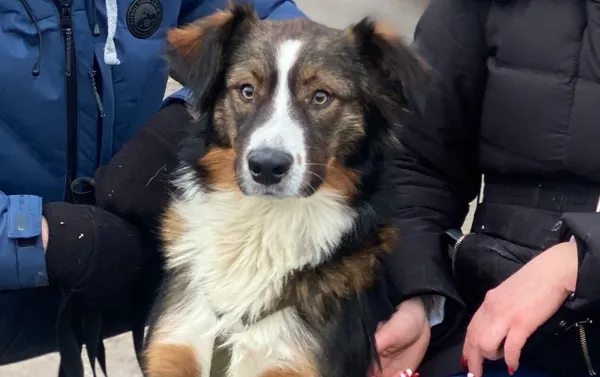 Pies do adopcji, Głowno, 6 stycznia 2026 (1/3)