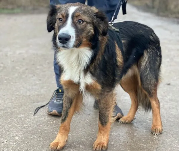 Pies do adopcji, Głowno, 6 stycznia 2026 (3/3)