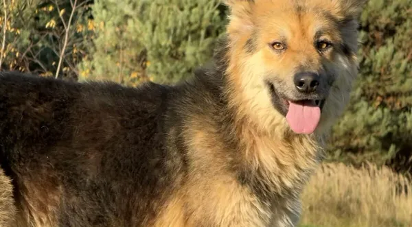 Pies do adopcji, Pieczyska, 6 stycznia 2026 (1/5)