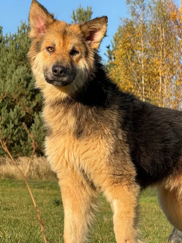 Pies do adopcji, Pieczyska, 6 stycznia 2026 (2/5)