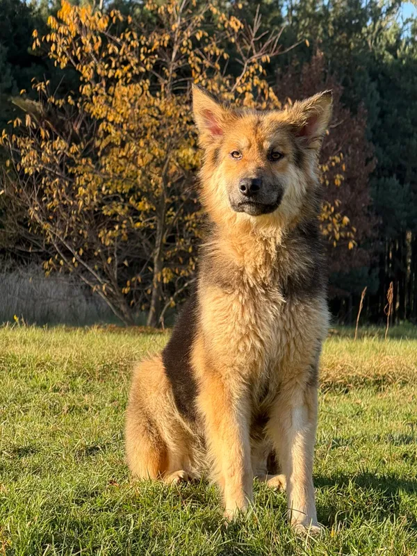 Pies do adopcji, Pieczyska, 6 stycznia 2026 (3/5)