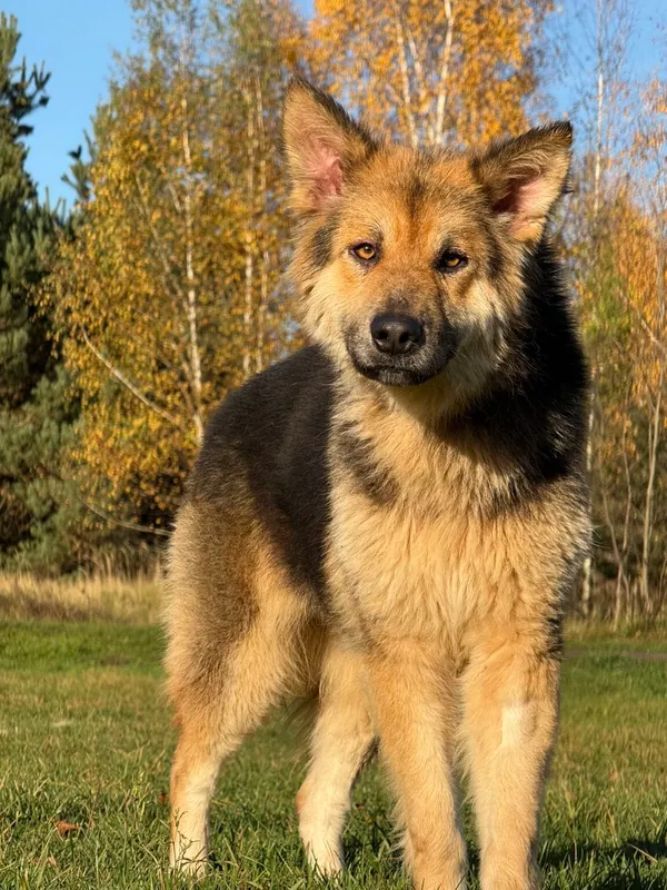 Pies do adopcji, Pieczyska, 6 stycznia 2026 (4/5)