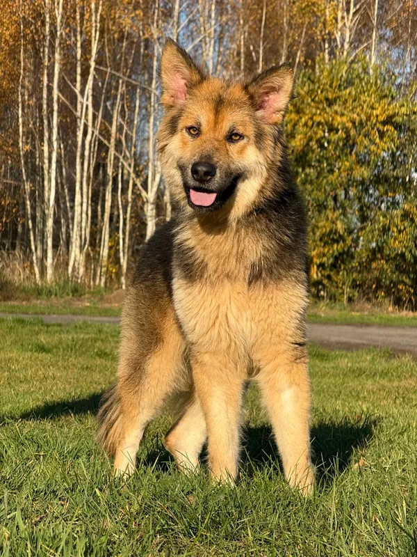 Pies do adopcji, Pieczyska, 6 stycznia 2026 (5/5)