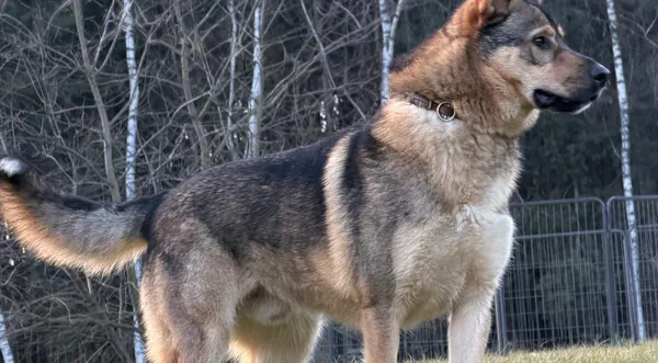 Pies do adopcji, Pieczyska, 6 stycznia 2026 (1/5)