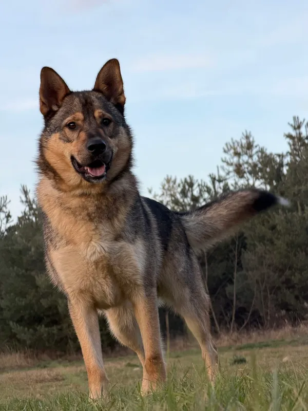 Pies do adopcji, Pieczyska, 6 stycznia 2026 (3/5)