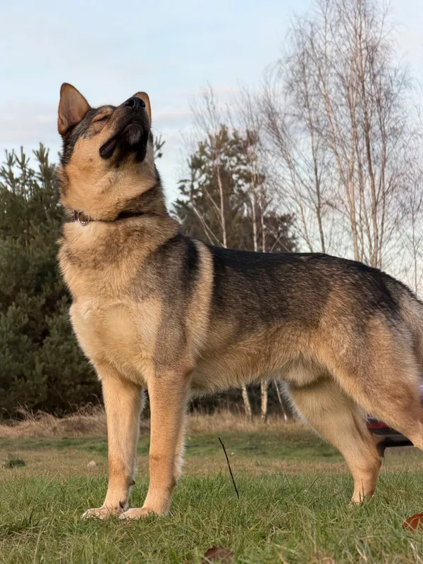 Pies do adopcji, Pieczyska, 6 stycznia 2026 (4/5)