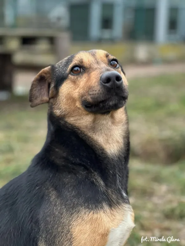 Pies do adopcji, Bydgoszcz, 6 stycznia 2026 (2/5)