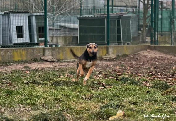 Pies do adopcji, Bydgoszcz, 6 stycznia 2026 (3/5)