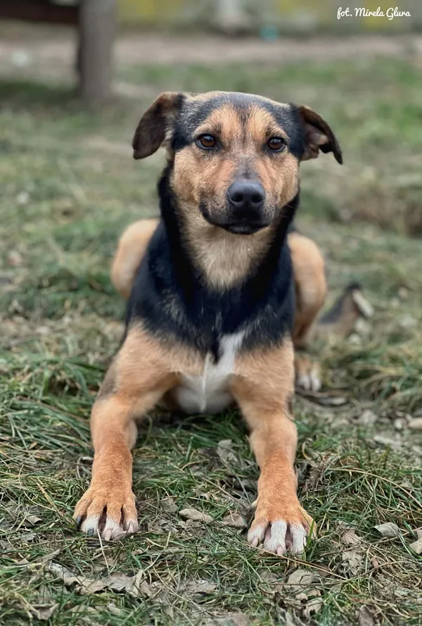 Pies do adopcji, Bydgoszcz, 19 lutego 2026 (1/5)