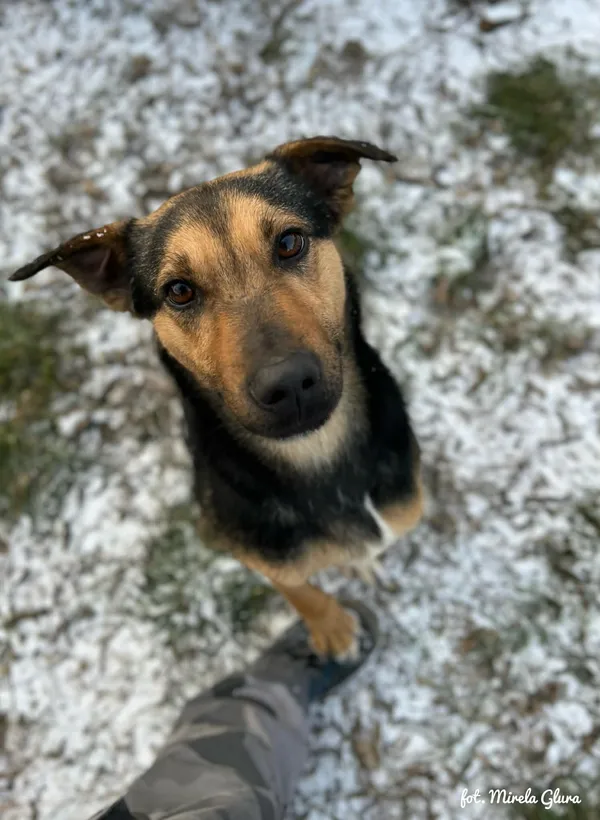 Pies do adopcji, Bydgoszcz, 19 lutego 2026 (4/5)