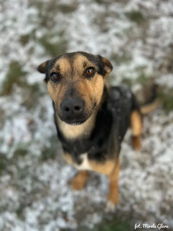 Pies do adopcji, Bydgoszcz, 19 lutego 2026 (5/5)