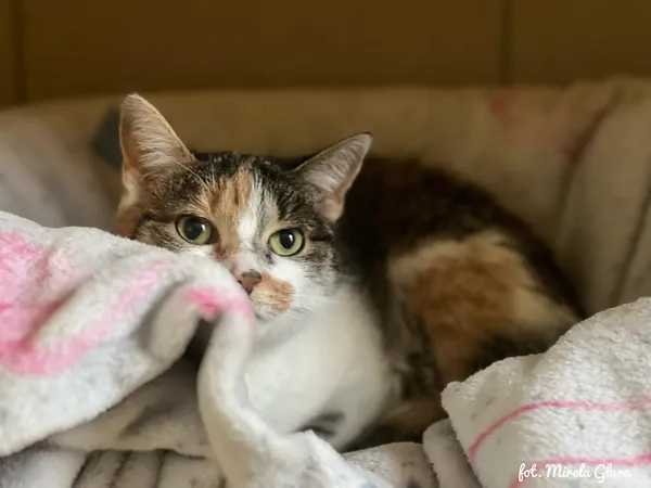 Kot do adopcji, Bydgoszcz, 6 stycznia 2026