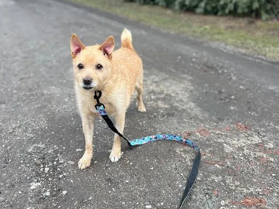 Pies do adopcji, Kraków, 22 grudnia 2025 (1/5)