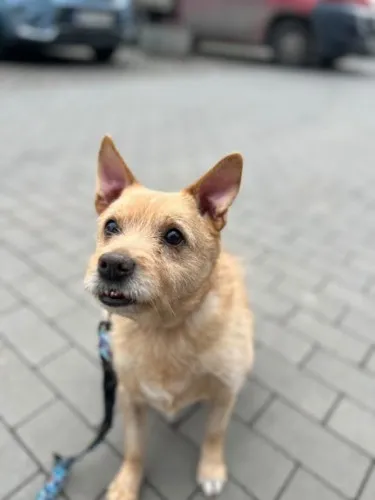 Pies do adopcji, Kraków, 22 grudnia 2025 (2/5)