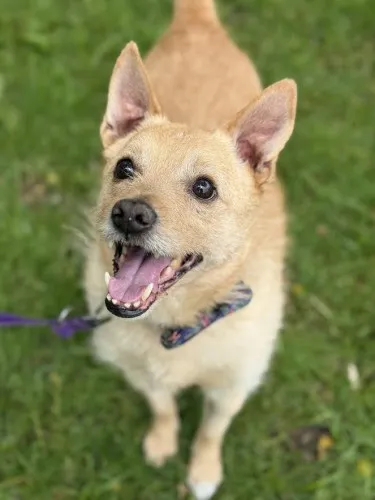 Pies do adopcji, Kraków, 22 grudnia 2025 (5/5)