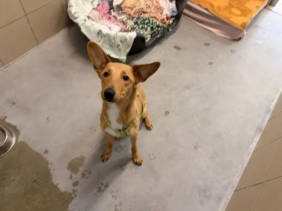 Pies do adopcji, Kraków, 22 grudnia 2025