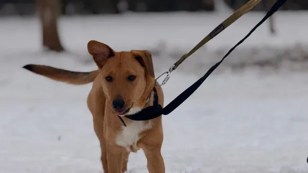 Pies do adopcji, Kraków, 22 grudnia 2025 (2/3)
