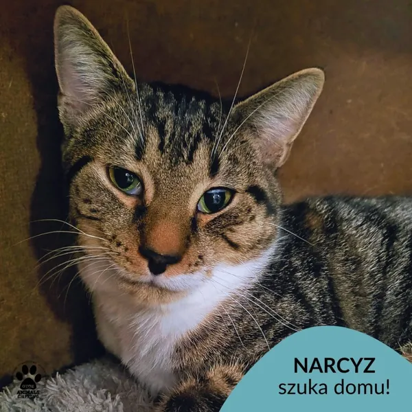 Kot do adopcji, Gdynia, 6 stycznia 2026 (1/3)