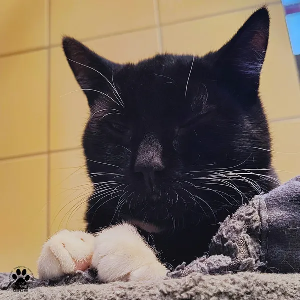 Kot do adopcji, Gdynia, 6 stycznia 2026 (2/5)