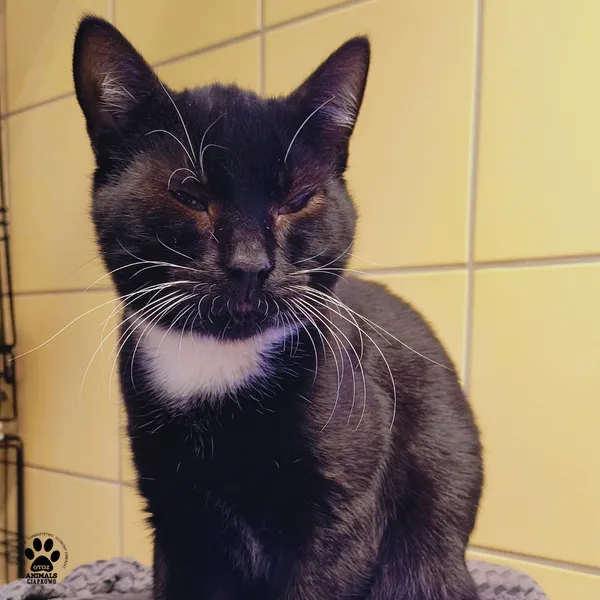 Kot do adopcji, Gdynia, 6 stycznia 2026 (3/5)