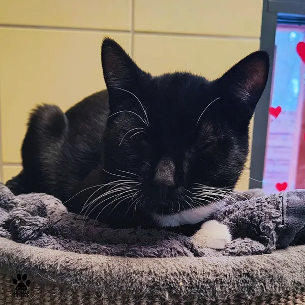 Kot do adopcji, Gdynia, 6 stycznia 2026 (4/5)