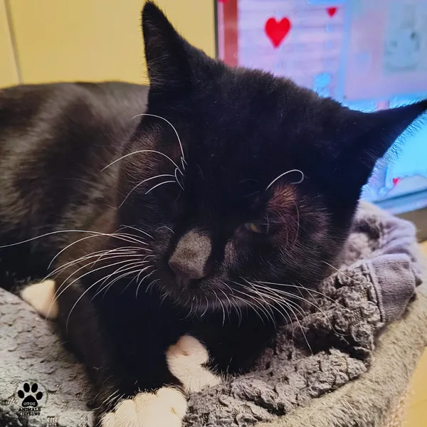 Kot do adopcji, Gdynia, 6 stycznia 2026 (5/5)