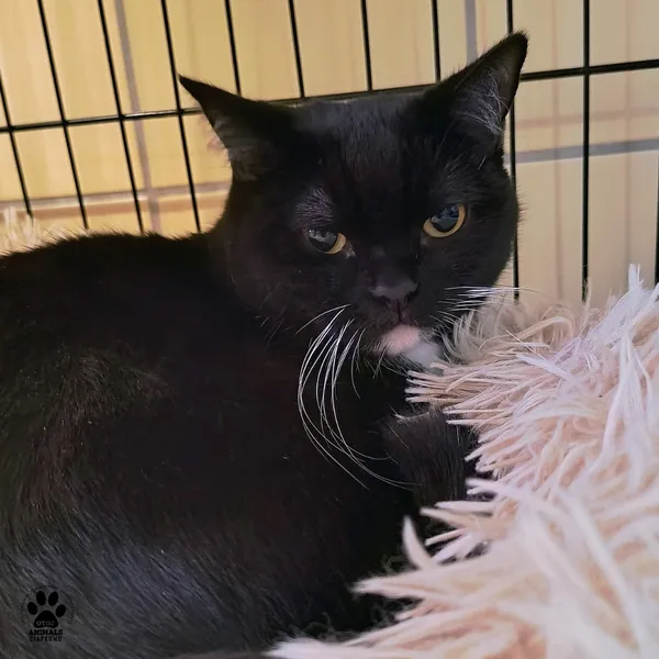 Kot do adopcji, Gdynia, 6 stycznia 2026 (2/4)