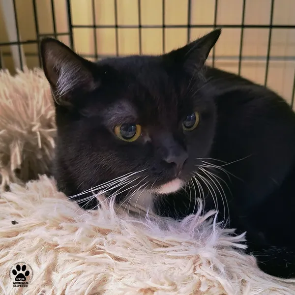 Kot do adopcji, Gdynia, 6 stycznia 2026 (3/4)