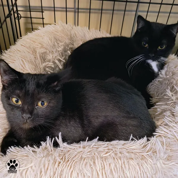 Kot do adopcji, Gdynia, 6 stycznia 2026 (4/4)