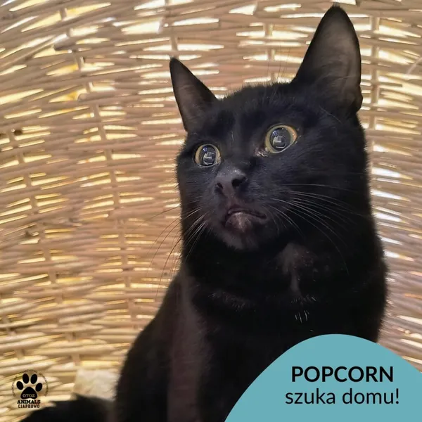 Kot do adopcji, Gdynia, 6 stycznia 2026