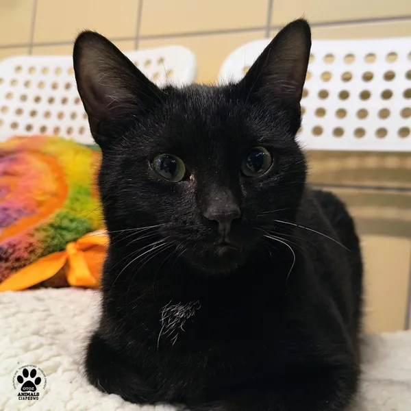 Kot do adopcji, Gdynia, 6 stycznia 2026 (2/4)