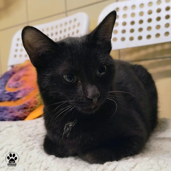 Kot do adopcji, Gdynia, 6 stycznia 2026 (4/4)