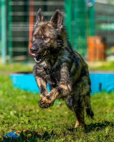 Pies do adopcji, Kraków, 22 grudnia 2025 (3/3)