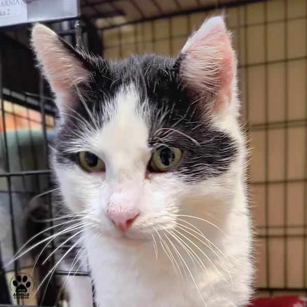 Kot do adopcji, Gdynia, 6 stycznia 2026 (3/3)