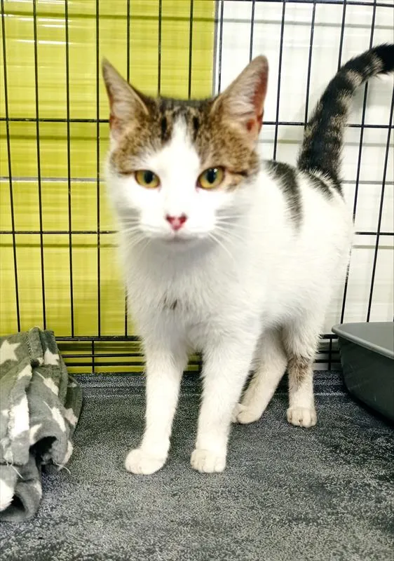 Kot do adopcji, Racibórz, 6 stycznia 2026