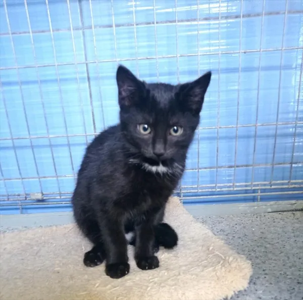 Kot do adopcji, Racibórz, 30 grudnia 2025