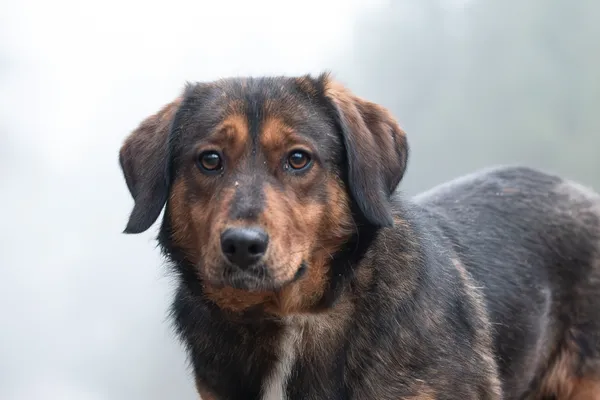 Pies do adopcji, Nowodwór, 6 stycznia 2026 (5/5)