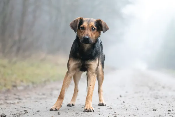 Pies do adopcji, Nowodwór, 6 stycznia 2026 (1/5)