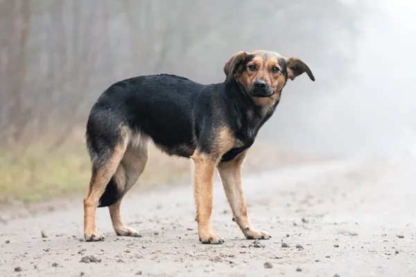 Pies do adopcji, Nowodwór, 6 stycznia 2026 (3/5)