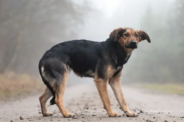 Pies do adopcji, Nowodwór, 6 stycznia 2026 (5/5)