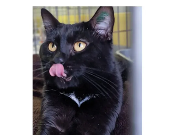 Znaleziono kota, Wrocław, 16 grudnia 2025