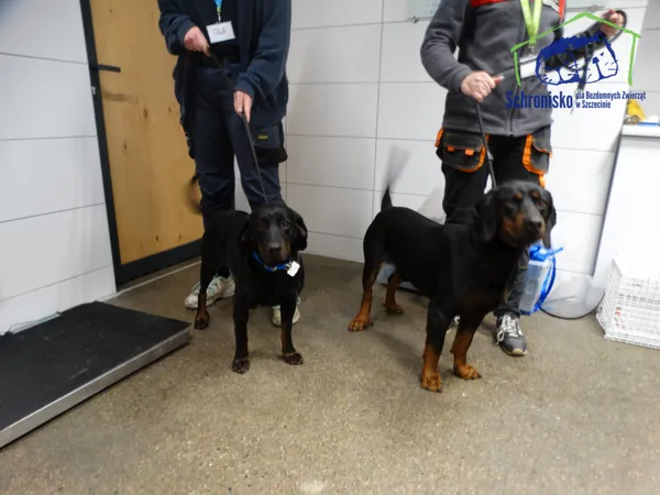 Znaleziono psa, Szczecin, 6 stycznia 2026 (2/2)