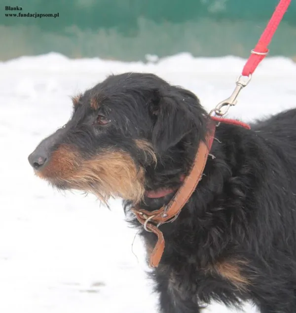 Pies do adopcji, Nowy Dwór Mazowiecki, 7 stycznia 2026 (1/5)