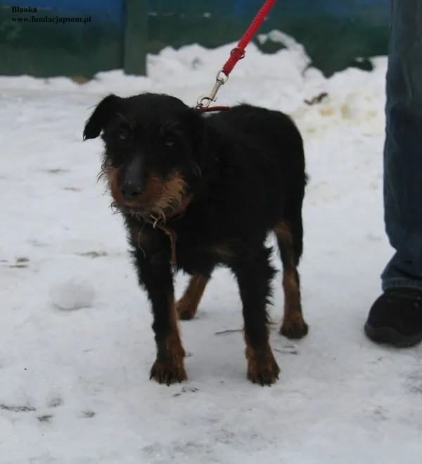 Pies do adopcji, Nowy Dwór Mazowiecki, 7 stycznia 2026 (2/5)