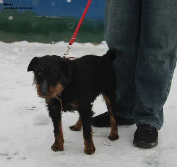 Pies do adopcji, Nowy Dwór Mazowiecki, 7 stycznia 2026 (3/5)