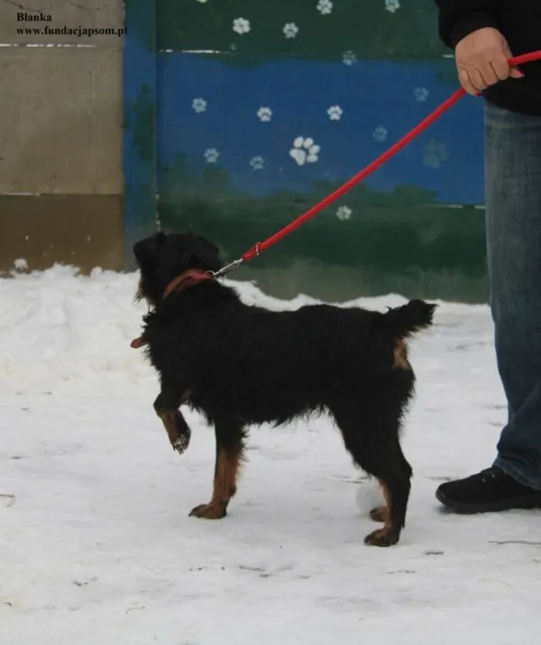 Pies do adopcji, Nowy Dwór Mazowiecki, 7 stycznia 2026 (4/5)