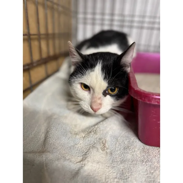 Znaleziono kota, Białystok, 17 grudnia 2025