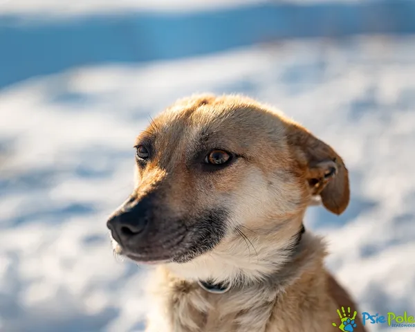 Znaleziono psa, Racławice, 2 stycznia 2026 (1/5)