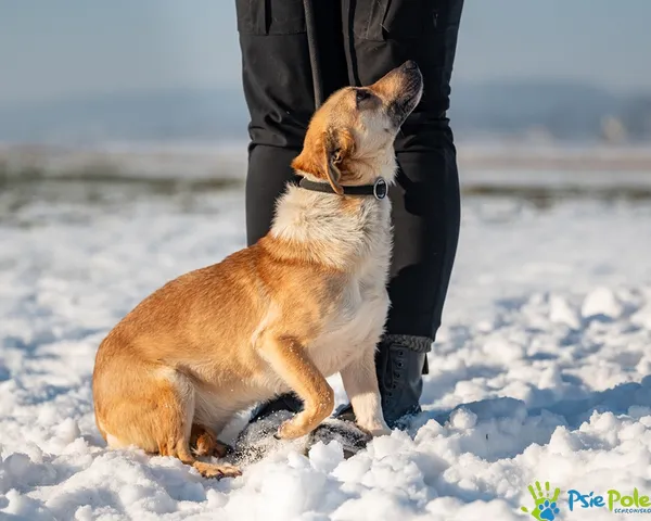 Znaleziono psa, Racławice, 2 stycznia 2026 (2/5)