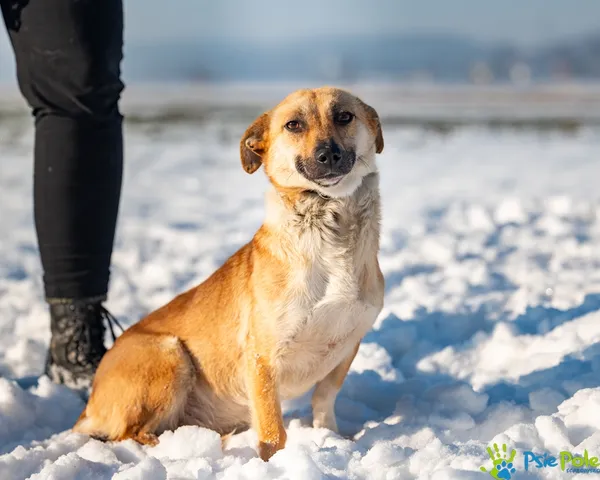 Znaleziono psa, Racławice, 2 stycznia 2026 (4/5)